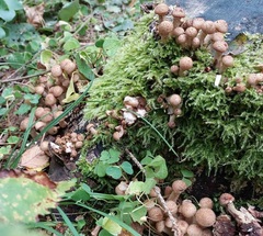 Armillaria