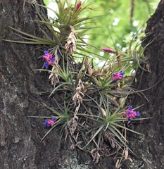 Tillandsia aeranthos
