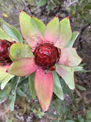 Leucadendron tinctum