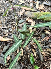 Gardneria multiflora