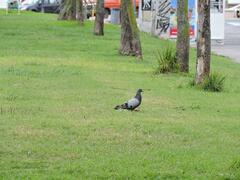 Columba livia domestica