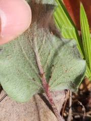 Pelargonium asarifolium