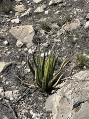 Agave lechuguilla