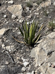 Agave lechuguilla