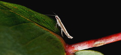 Acrocercops