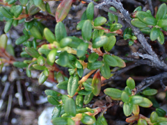 Kalmia procumbens