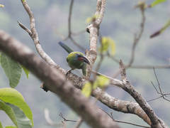 Aulacorhynchus sulcatus