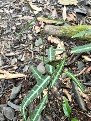 Gardneria multiflora