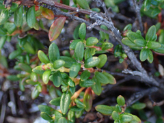 Kalmia procumbens