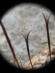 Epilobium anagallidifolium