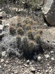 Echinocereus stramineus
