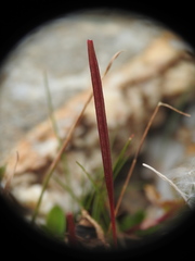 Epilobium anagallidifolium