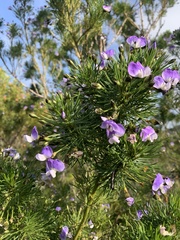 Psoralea arborea