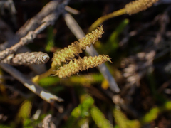 Lycopodium clavatum