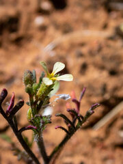 Carrichtera annua