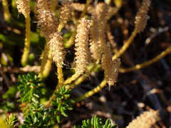 Lycopodium clavatum