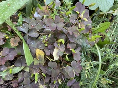 Oxalis stricta rufa
