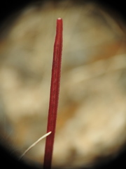 Epilobium anagallidifolium
