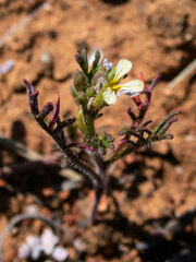 Carrichtera annua