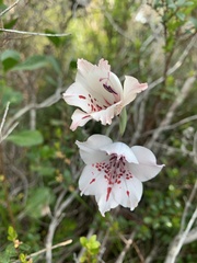 Gladiolus variegatus
