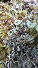 Cladonia chlorophaea