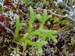 Lycopodium