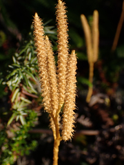 Lycopodium clavatum