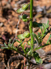 Carrichtera annua