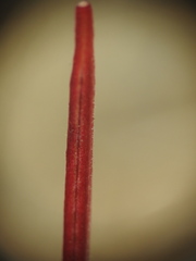 Epilobium anagallidifolium