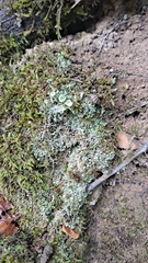 Cladonia chlorophaea