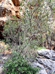 Olea europaea cuspidata