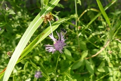 Centaurea