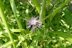 Centaurea