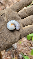 Xyloryctes jamaicensis