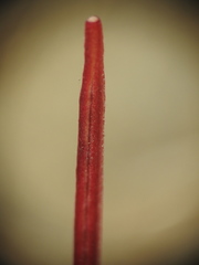 Epilobium anagallidifolium