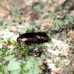 Notiophilus biguttatus