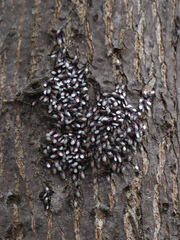 Oxycarenus lavaterae