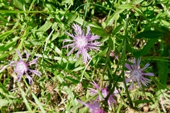 Centaurea