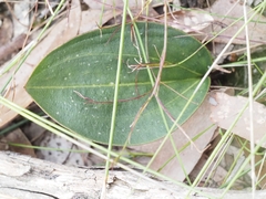 Cryptostylis leptochila