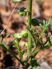 Carrichtera annua