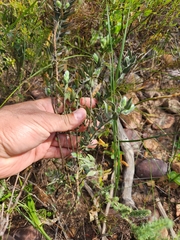 Xiphotheca lanceolata