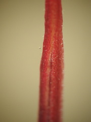 Epilobium anagallidifolium