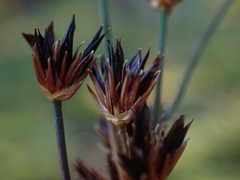 Juncus