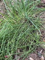 Allium schoenoprasum