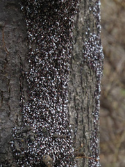 Oxycarenus lavaterae