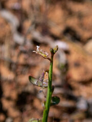 Carrichtera annua
