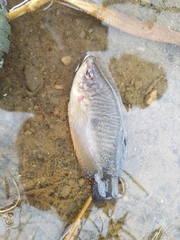 Trichopodus trichopterus