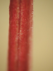 Epilobium anagallidifolium