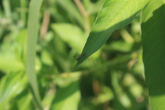 Diasemopsis aethiopica