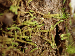 Douinia ovata